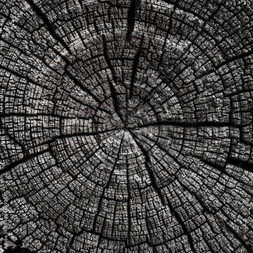 textural background: the annual rings of old cracked log