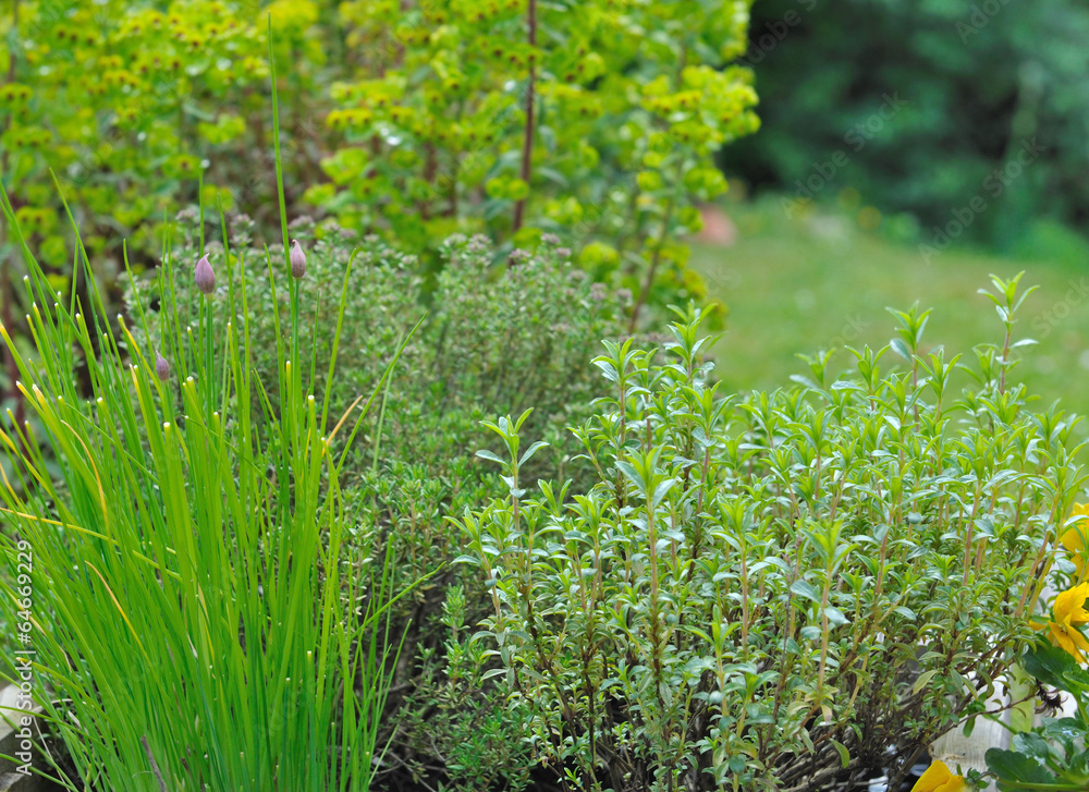 Obraz premium plantes aromatiques