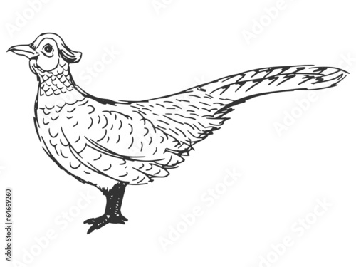 pheasant