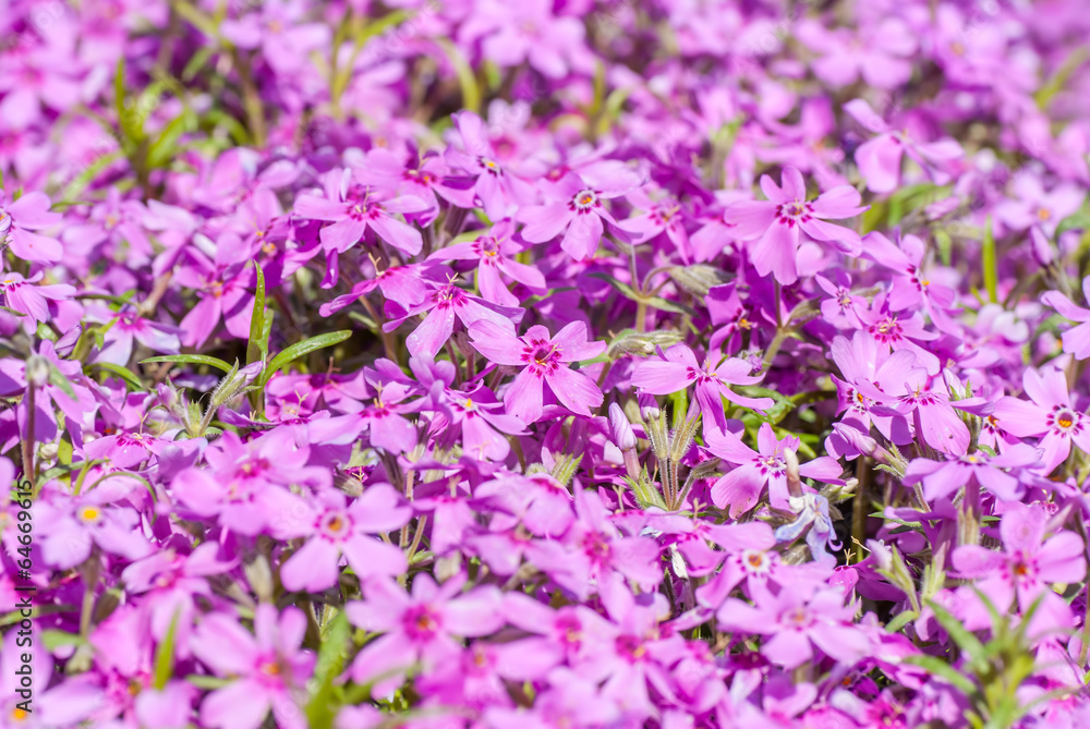 Fototapeta premium Colorful bright purple flowers, background