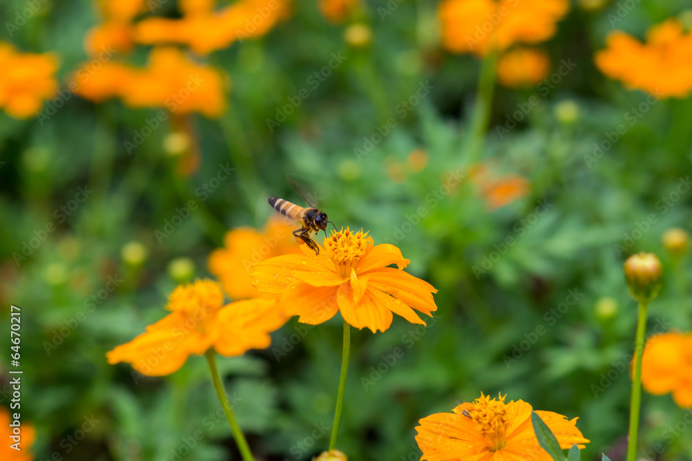 Bee and yellow flower in Thailand Bee and yellow flower in Thailand