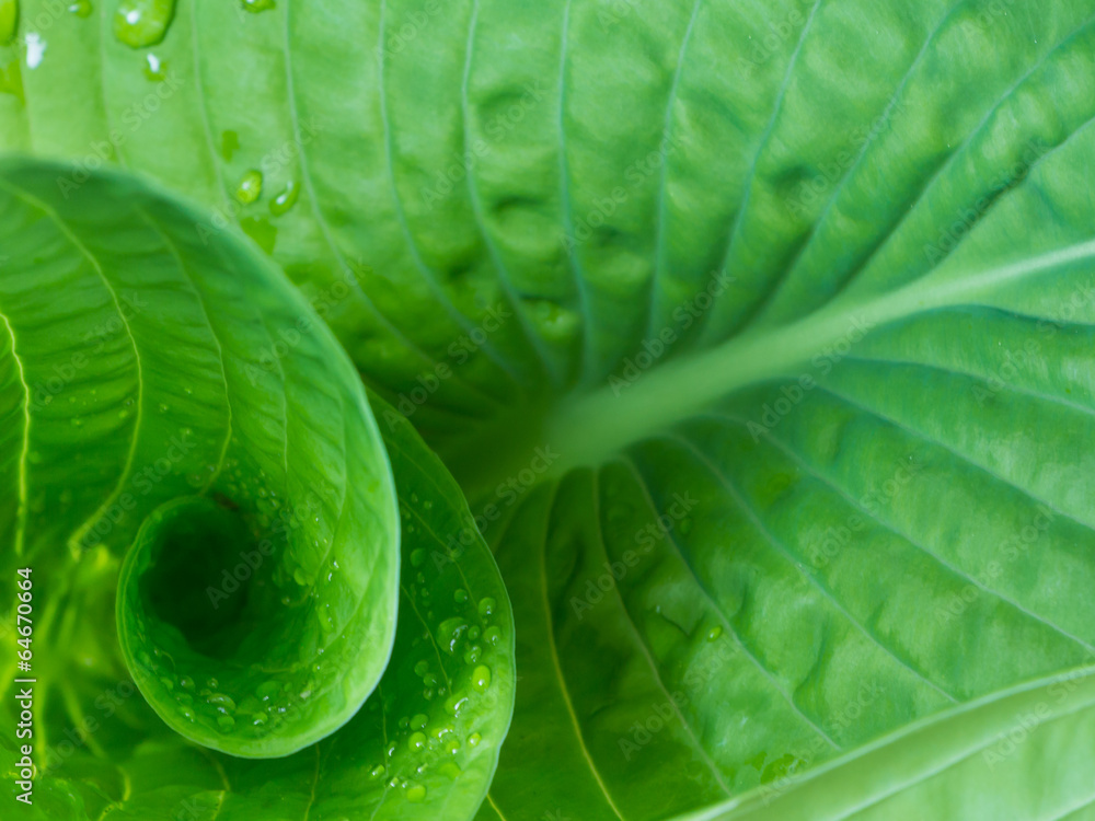 Obraz premium Hosta curl in spring