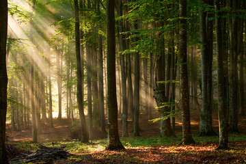Foto auf Leinwand Wald herbstliche Waldbäume. Natur grünes Holz Sonnenlicht Hintergründe.  © danmir12