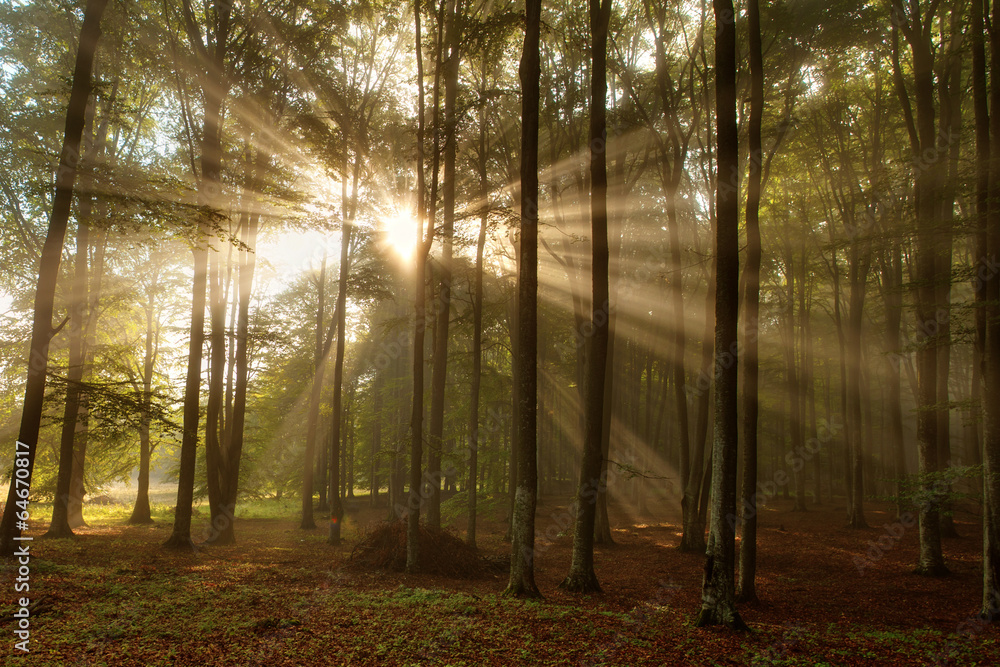 Beautiful morning scene in the forest with sun rays and fog