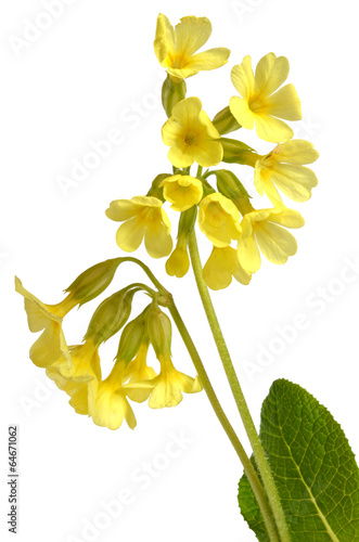 Fototapeta Naklejka Na Ścianę i Meble -  Hohe Schlüsselblume