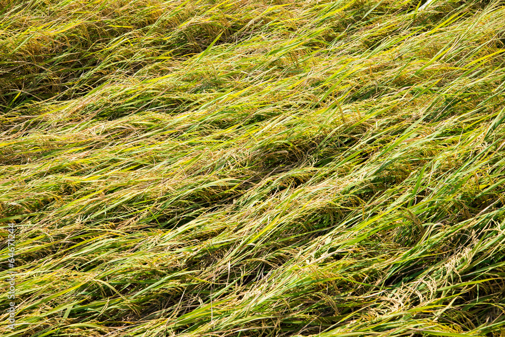 Rice field fall down