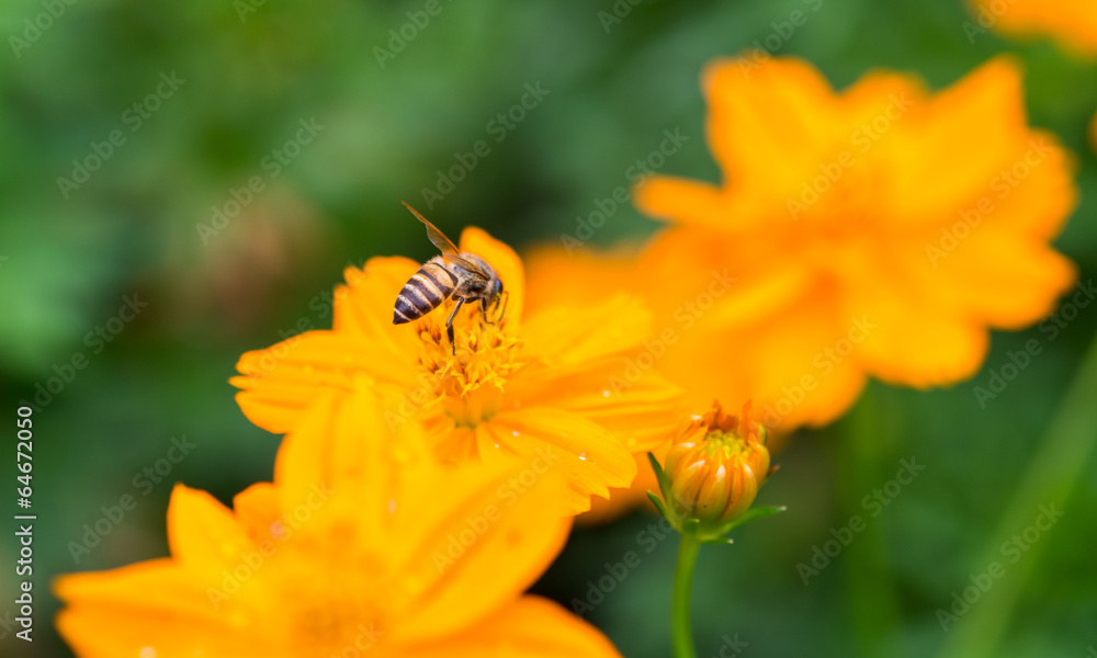 Bee and flower in garden Bee and flower in garden
