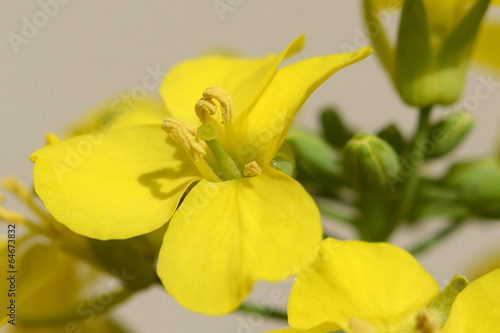 fleur de colza avec étamines et pistil