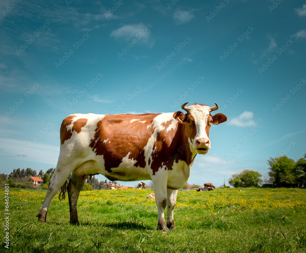 Cow