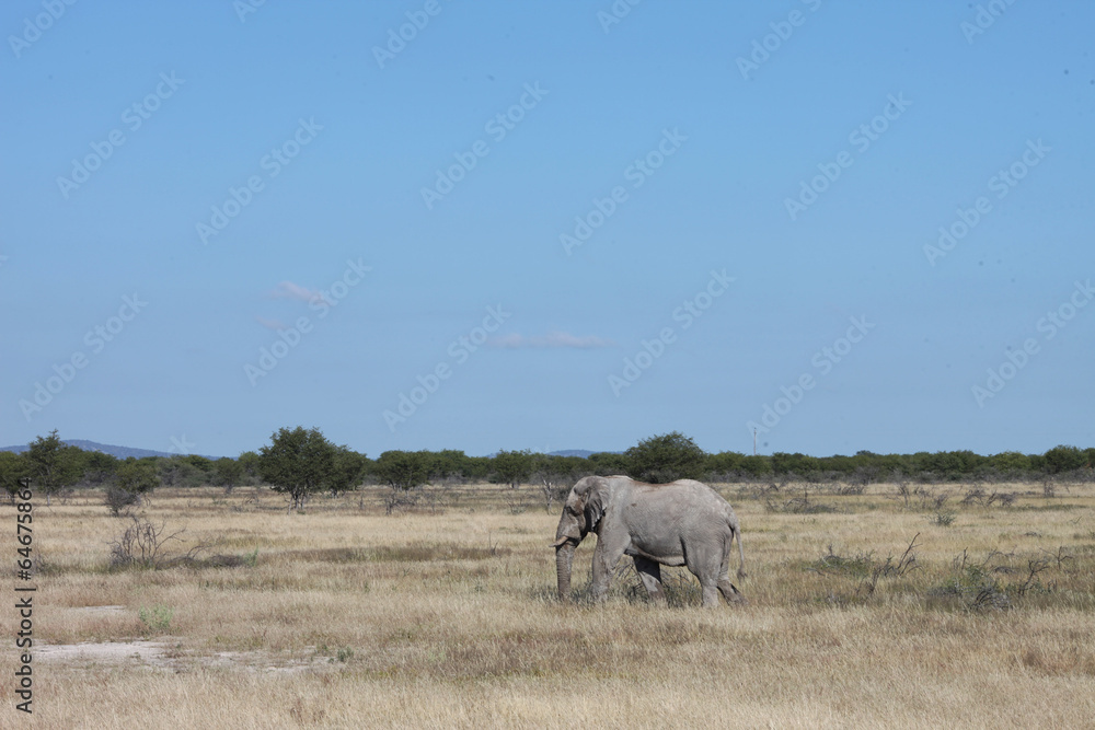 Obraz premium Elefant im Etosha National Park