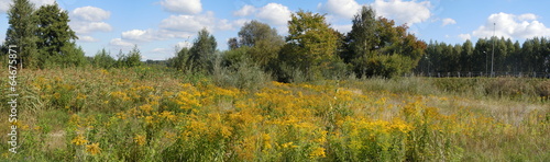 Panorama of meadow in full flower photo