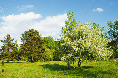 Blossoming apple-tree