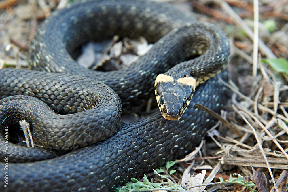 Obraz premium Grass snake