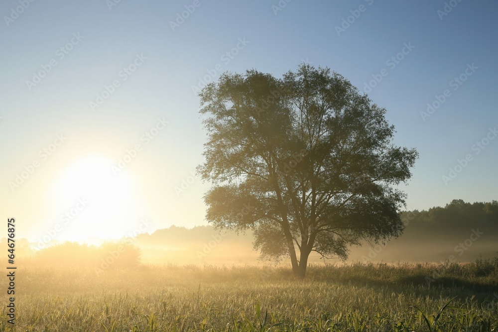 Willow tree in a field at dawn