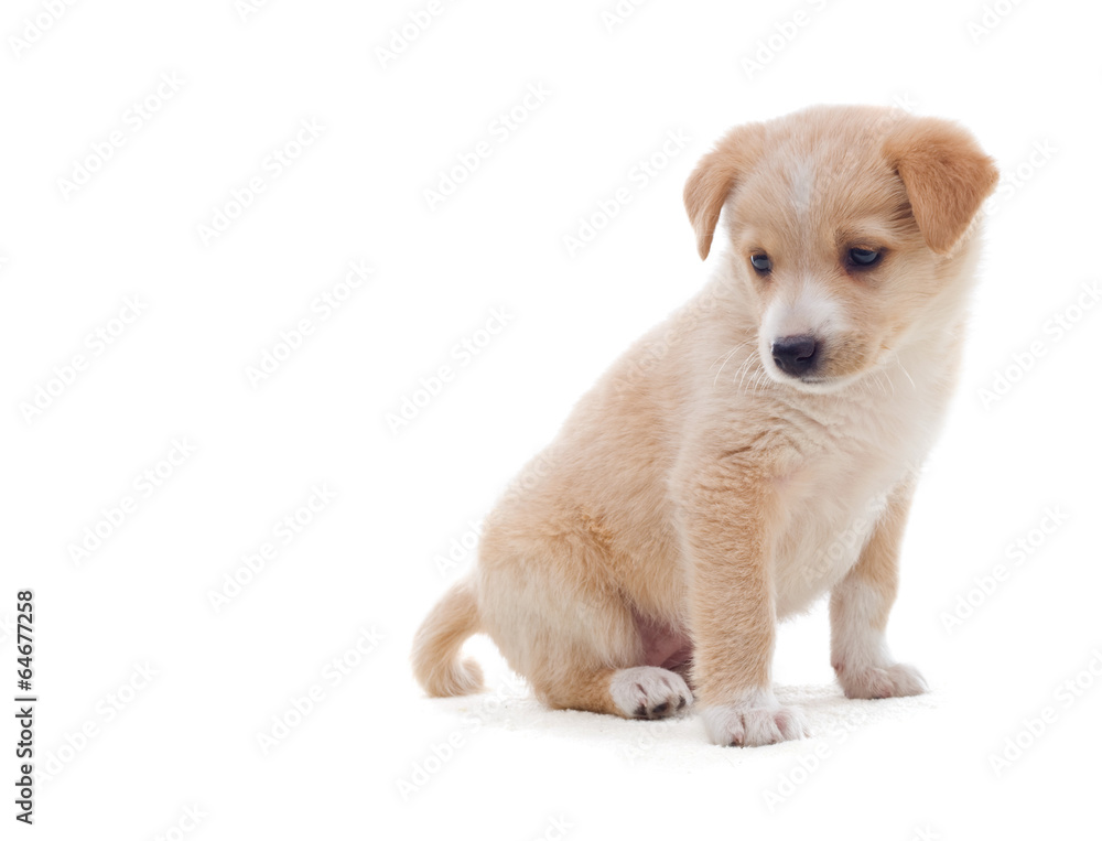 Obraz premium beige puppy looks