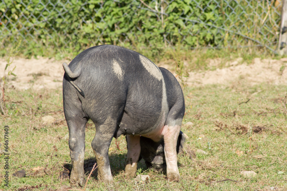Fototapeta premium Deutsches Sattelschwein