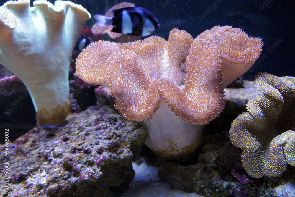 Fototapeta premium Beautiful sea world