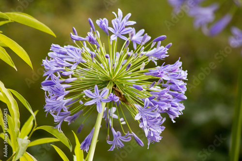 Fototapeta Naklejka Na Ścianę i Meble -  Schmucklilie