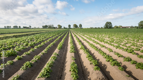 Young and fresh green potato plants in springtime