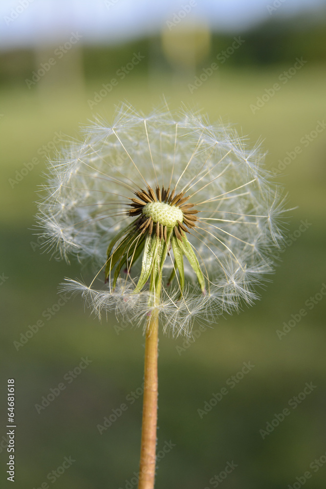 Fototapeta premium dandelion