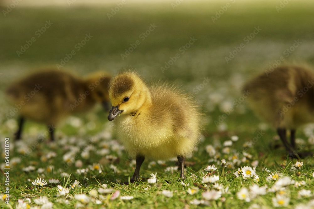 Obraz premium Canada Goose, Branta canadensis