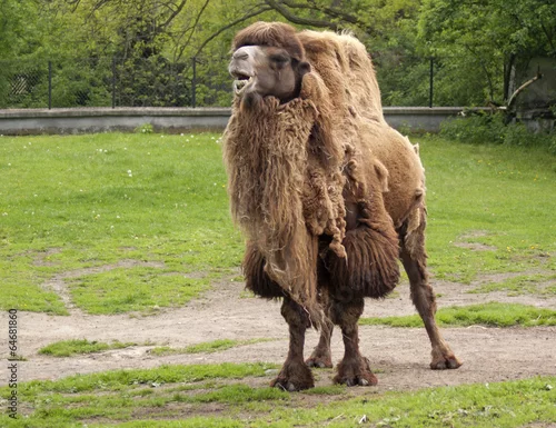 Fototapeta samoprzylepna baktrian