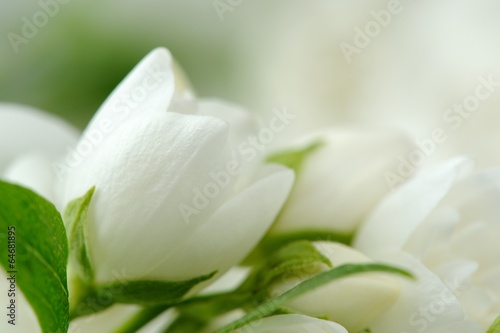 Beautiful White Jasmine Flowers