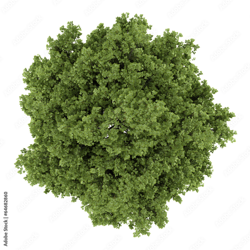 Fototapeta premium top view of small-leaved lime tree isolated on white background