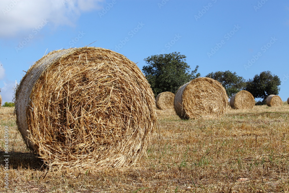 Rotoballe di fieno nella campagna Iblea Rotoballe di fieno nella campagna Iblea