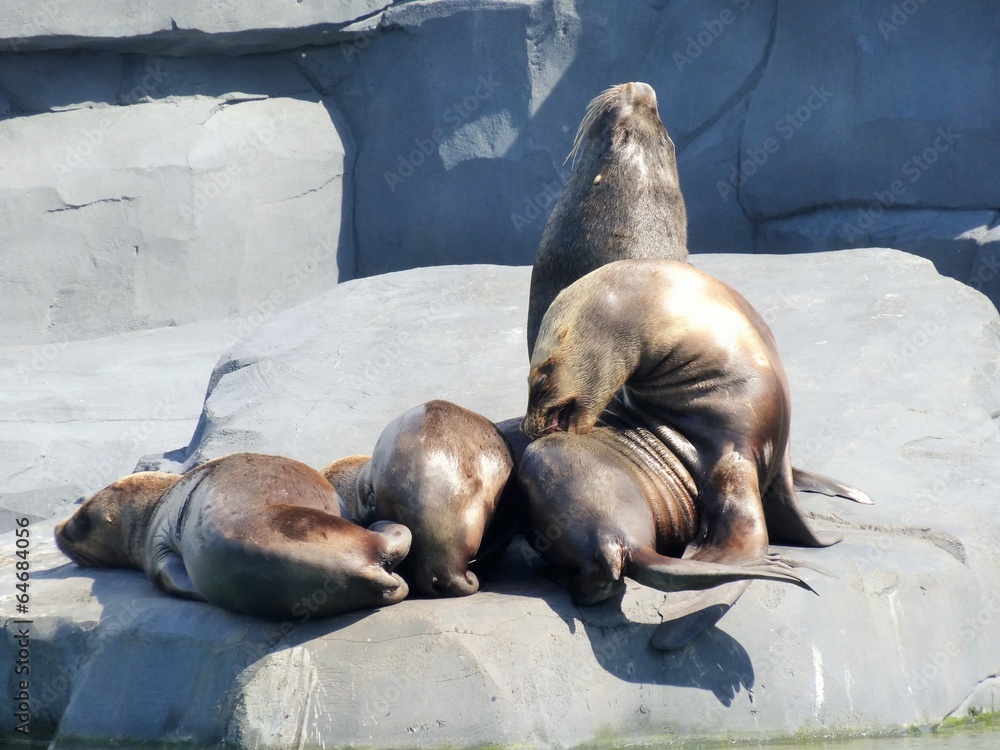 Fototapeta premium Otaries