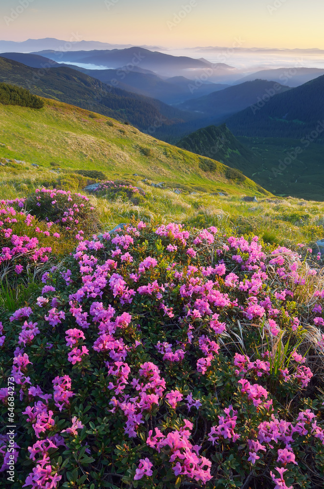 Meadow flowers in the mountains