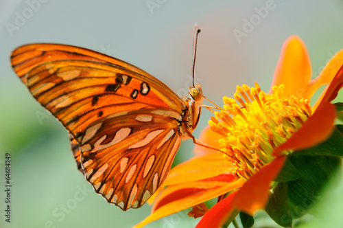 Farfalla - (Agraulis vanillae) photo