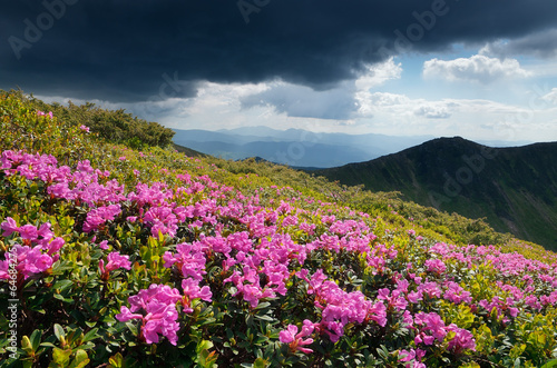 Glade blooming rhododendrons in the mountains