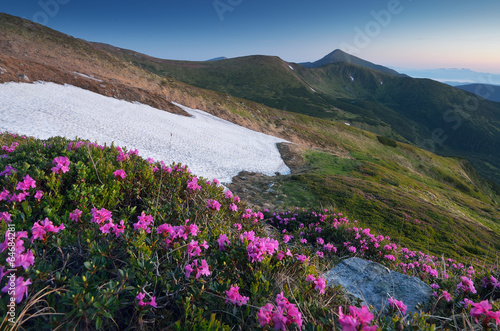 Fototapeta Naklejka Na Ścianę i Meble -  Rhododendron flowers in the mountains