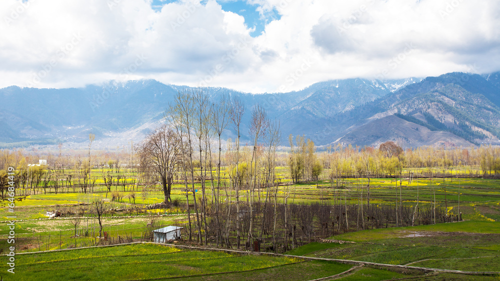 The field with Himalaya background