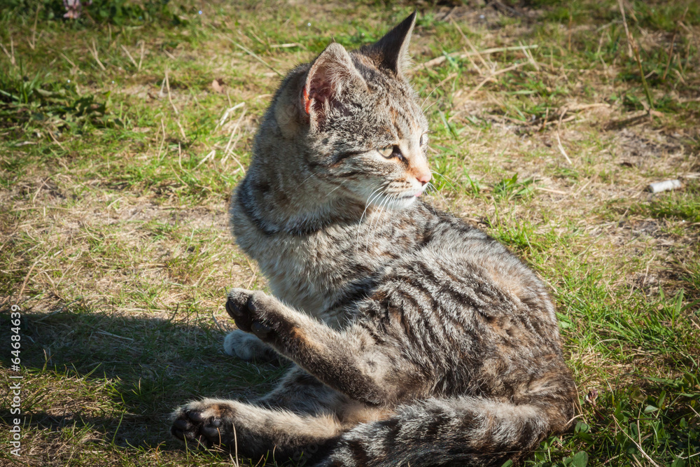 Cute little cat  on the grass