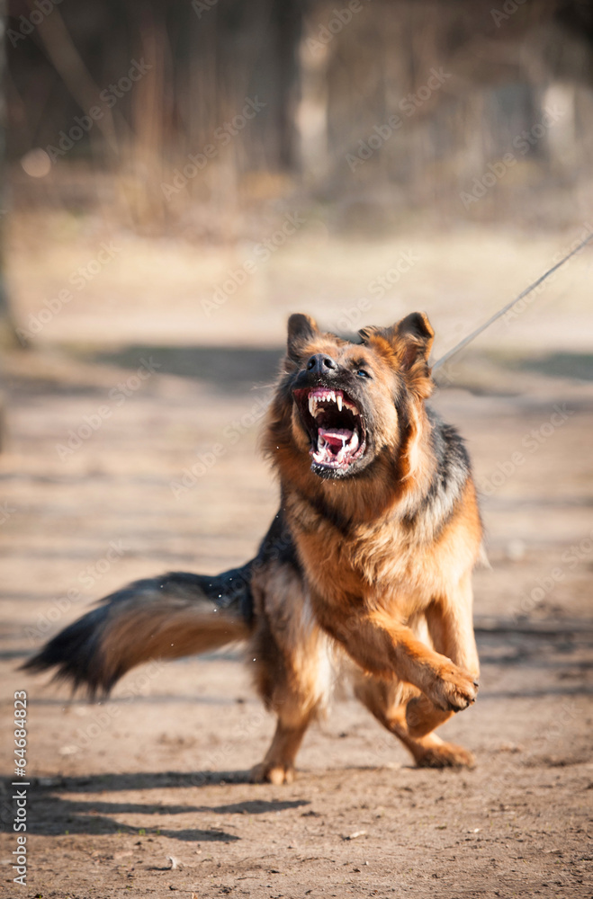 Are German Shepherds Dog Aggressive