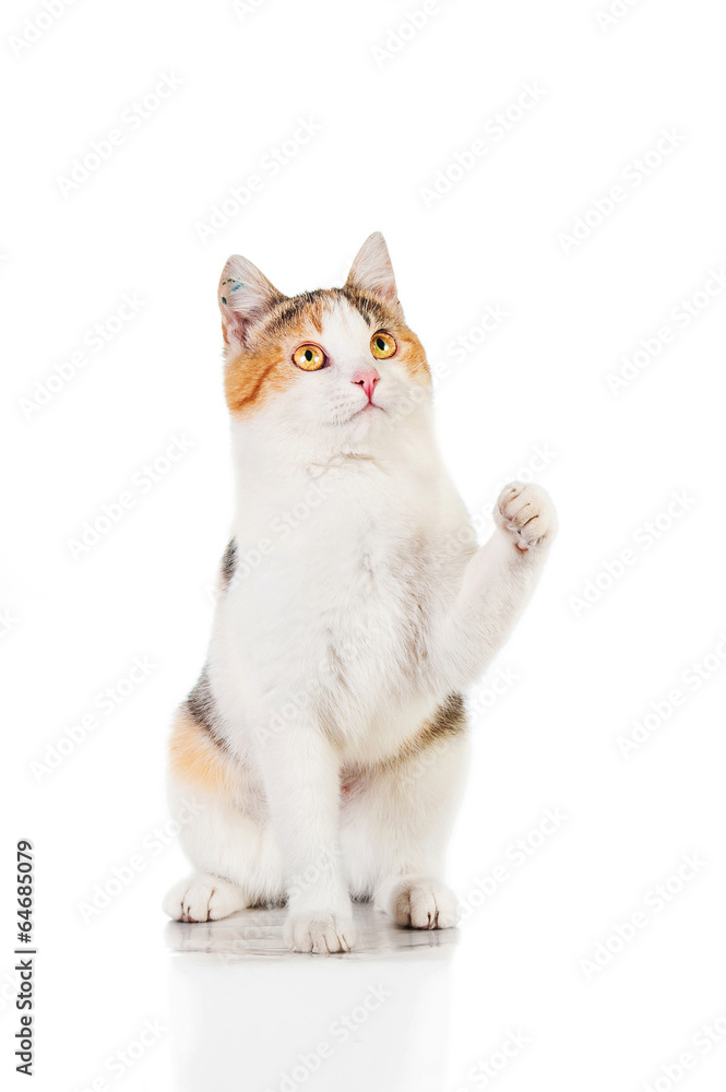 Cat sitting with paw in the air isolated on white
