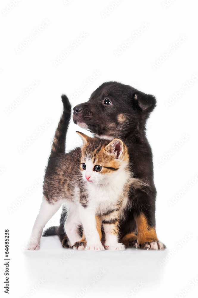 Obraz premium Little kitten with puppy isolated on white background