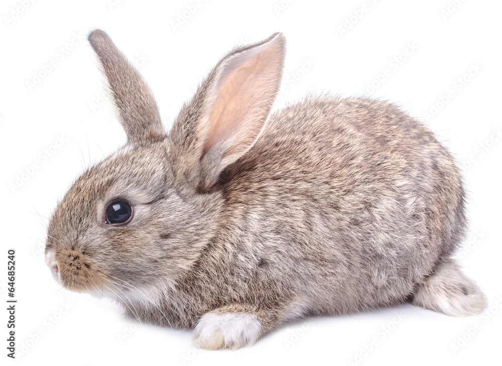 gray bunny sitting isolated on white background Easter holiday gray bunny sitting isolated on white background Easter holiday