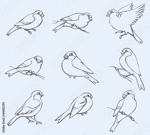Vector outline image. Set of tits and bullfinches