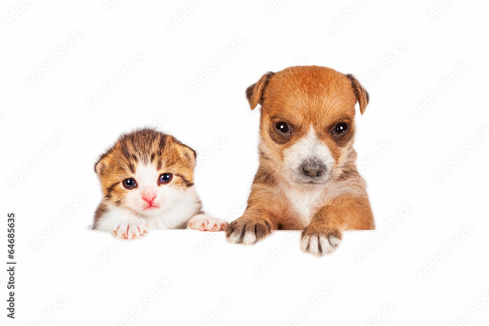Little adorable kitten with puppy isolated on white background