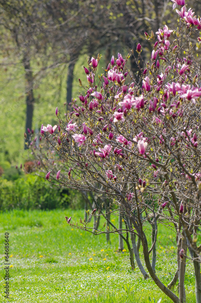 Fototapeta premium Magnolias