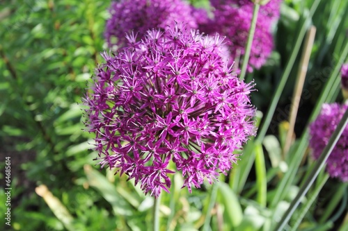 Fleurs d Allium