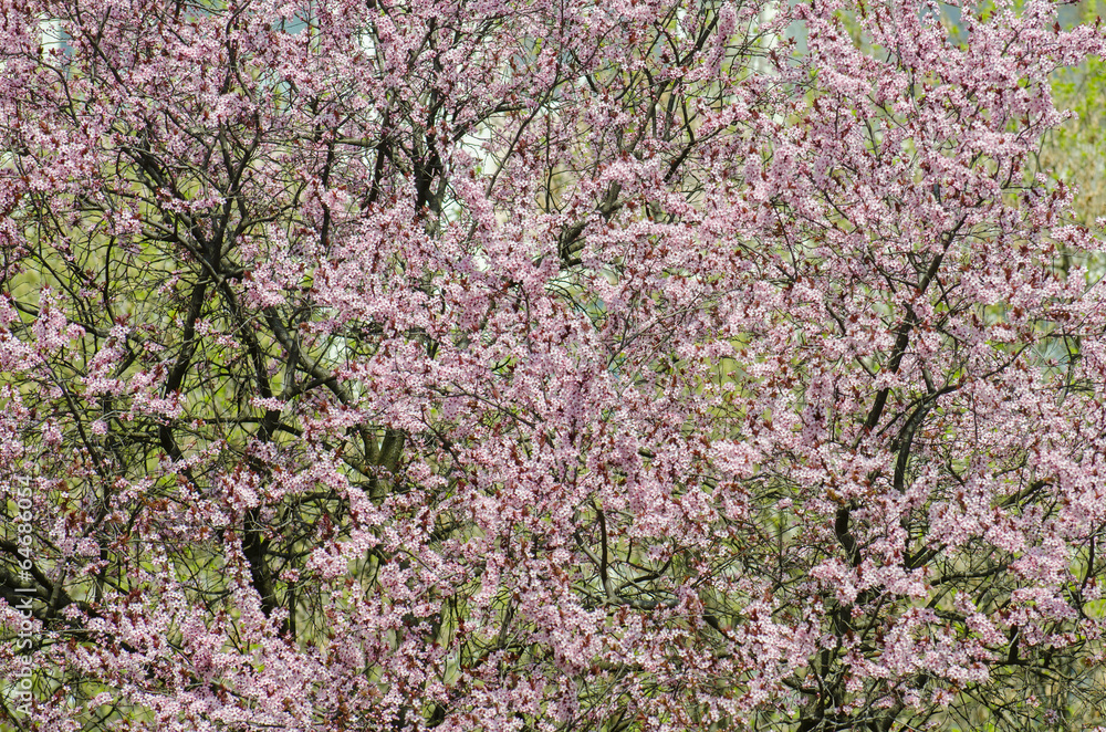 Apricot flowers