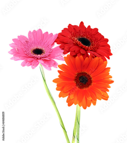 Gerbera Flower Isolated on White Background