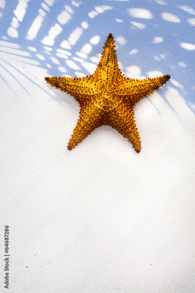 Art Shell Sea Star on sand background Art Shell Sea Star on sand background