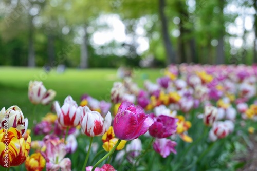 Fototapeta Naklejka Na Ścianę i Meble -  Tulips garden