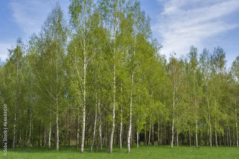 Obraz premium lawn with birch grove