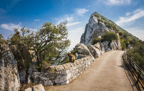 Monkey in Gibraltar